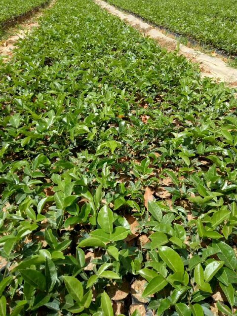 广西牛大力暑苗中小叶牛大力苗南方种植苗
