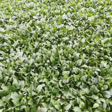 菠菜20~25厘米
