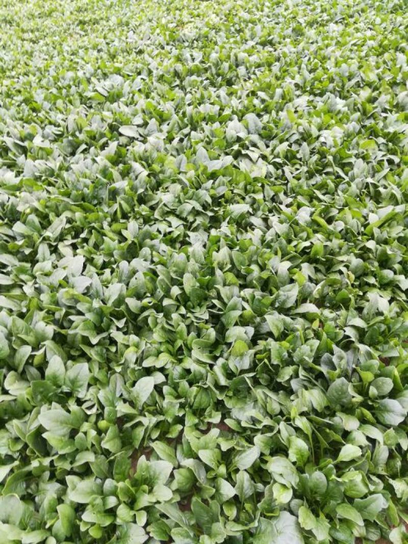 菠菜20~25厘米