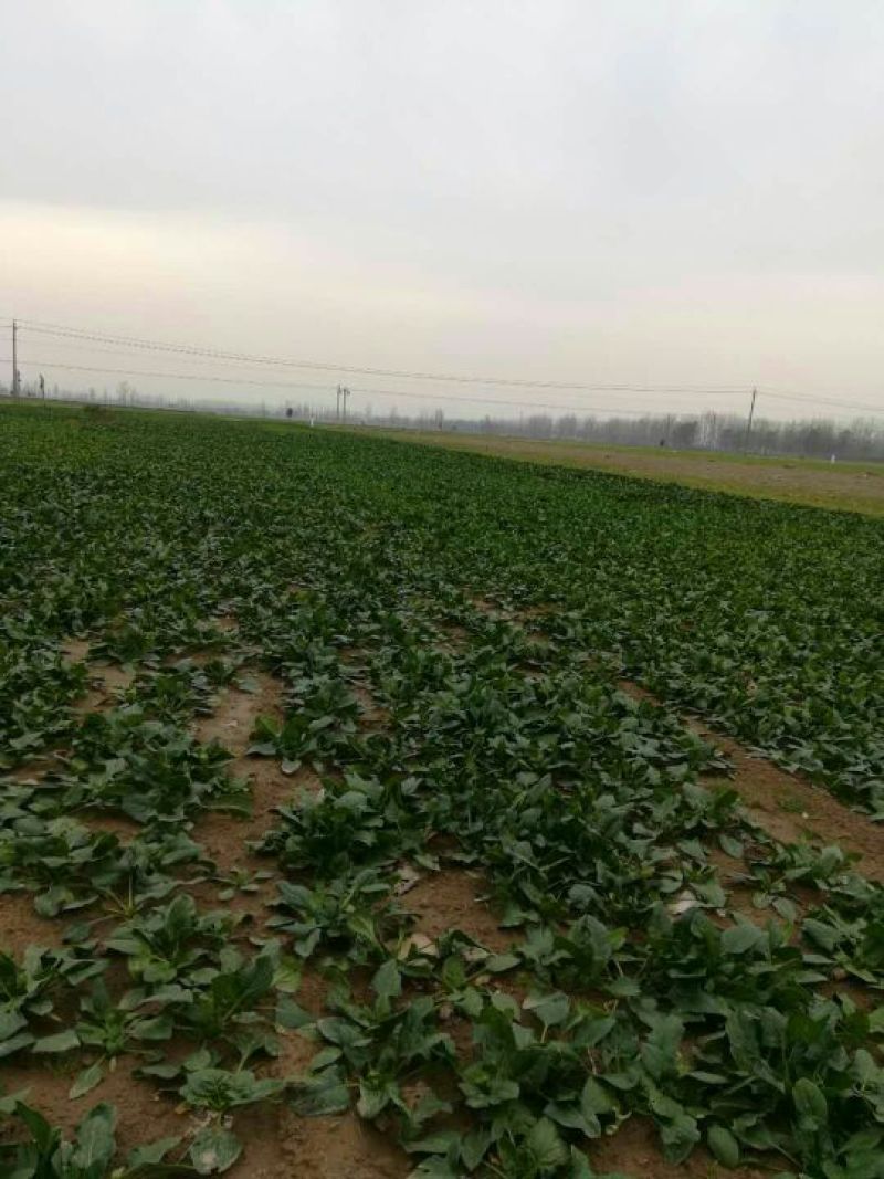 菠菜20~25厘米