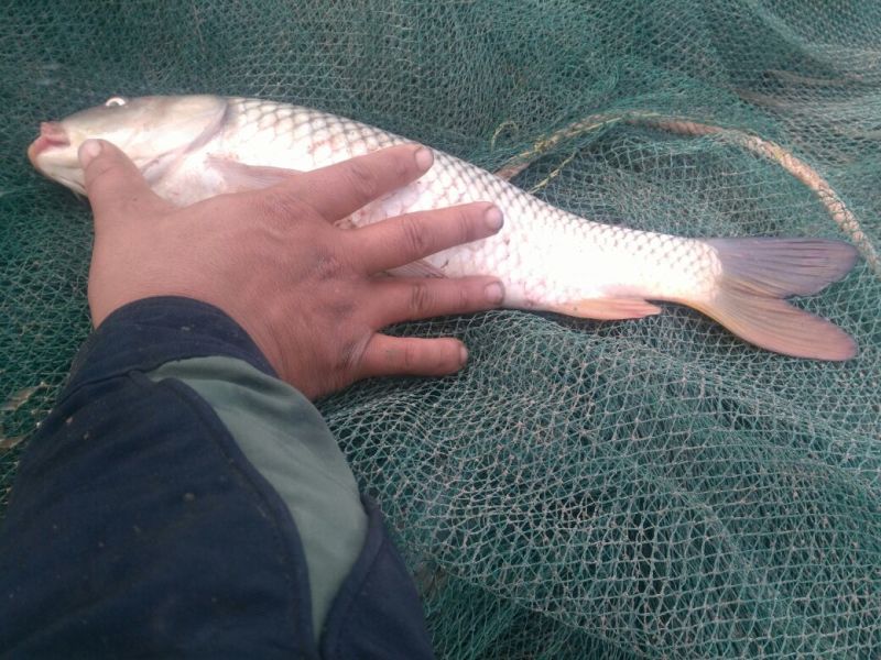 池鲤鱼0.5~1公斤食用
