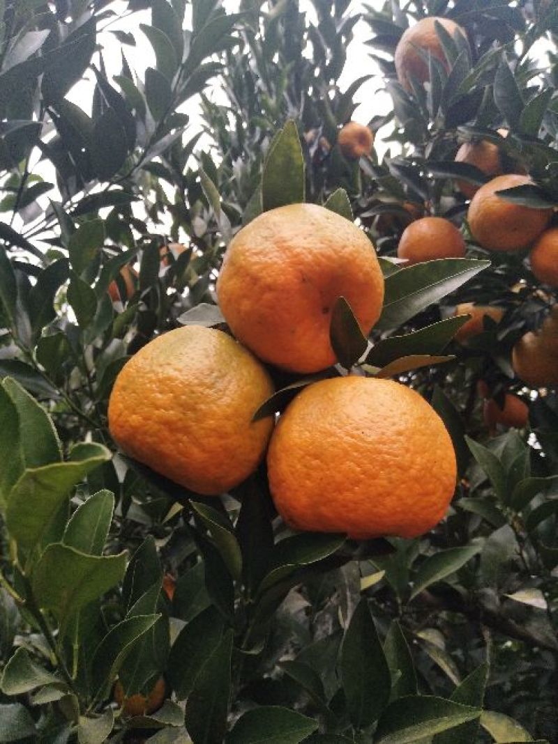 青神椪柑苍溪椪柑