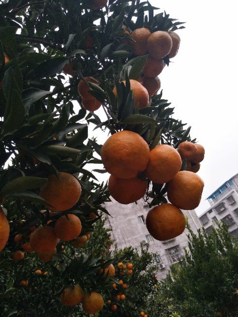 青神椪柑苍溪椪柑