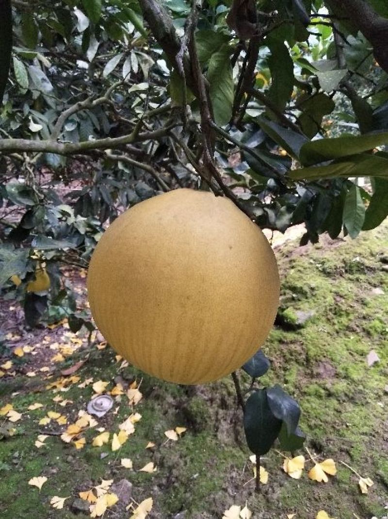 青神椪柑苍溪椪柑