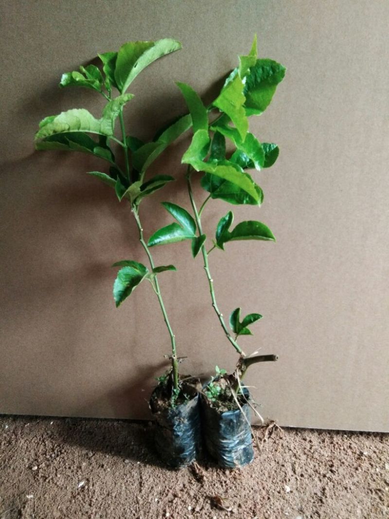 紫香百香果苗台农一号百香苗，皇金百香果巴乐味，大量供应