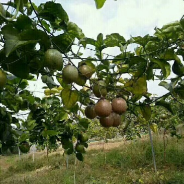 紫香百香果苗台农一号百香苗，皇金百香果巴乐味，大量供应