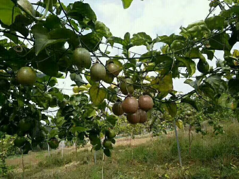 紫香百香果苗台农一号百香苗，皇金百香果巴乐味，大量供应