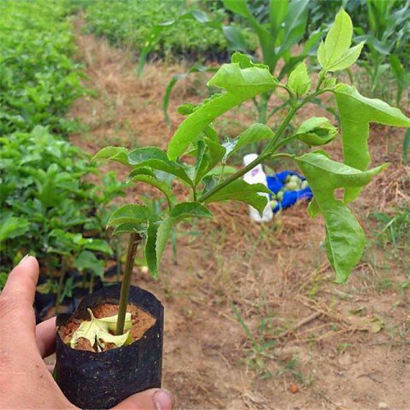 紫香百香果苗台农一号百香苗，皇金百香果巴乐味，大量供应