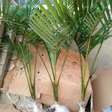 广西棕榈树苗大王椰树苗假槟榔树苗公路庭院种植风