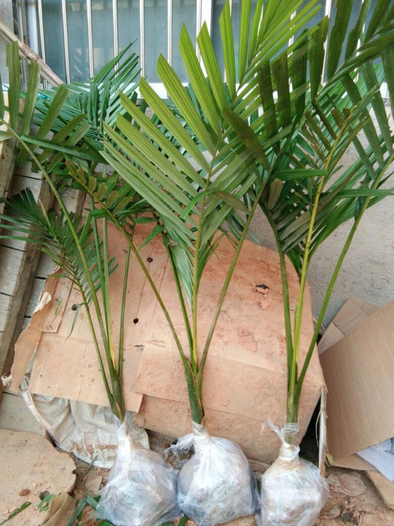 广西棕榈树苗大王椰树苗假槟榔树苗公路庭院种植风