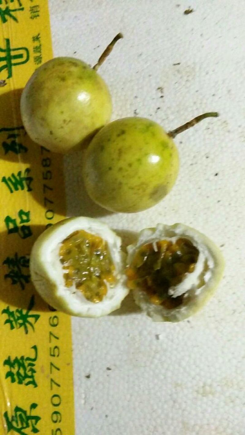 黄金百香果嫁接苗，扦插苗大量供应