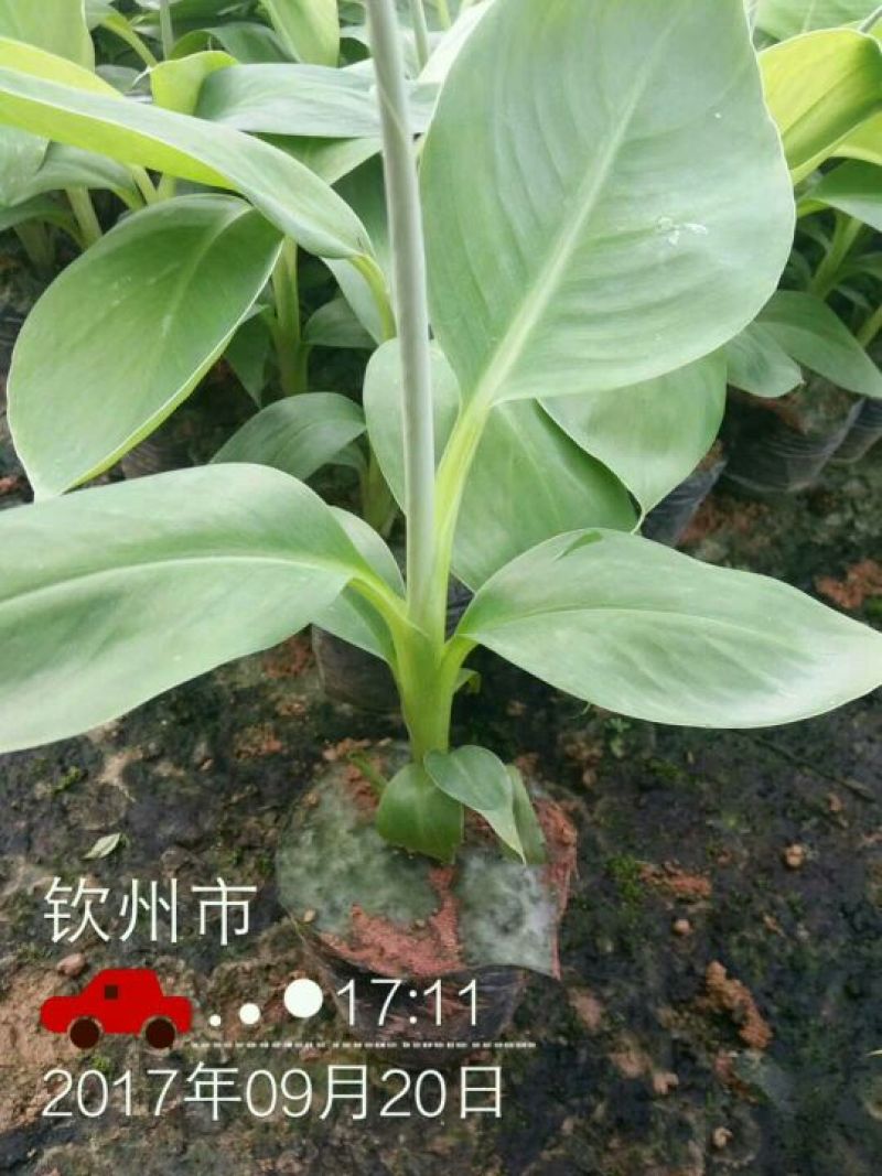 粉蕉苗，西贡蕉苗金粉一号