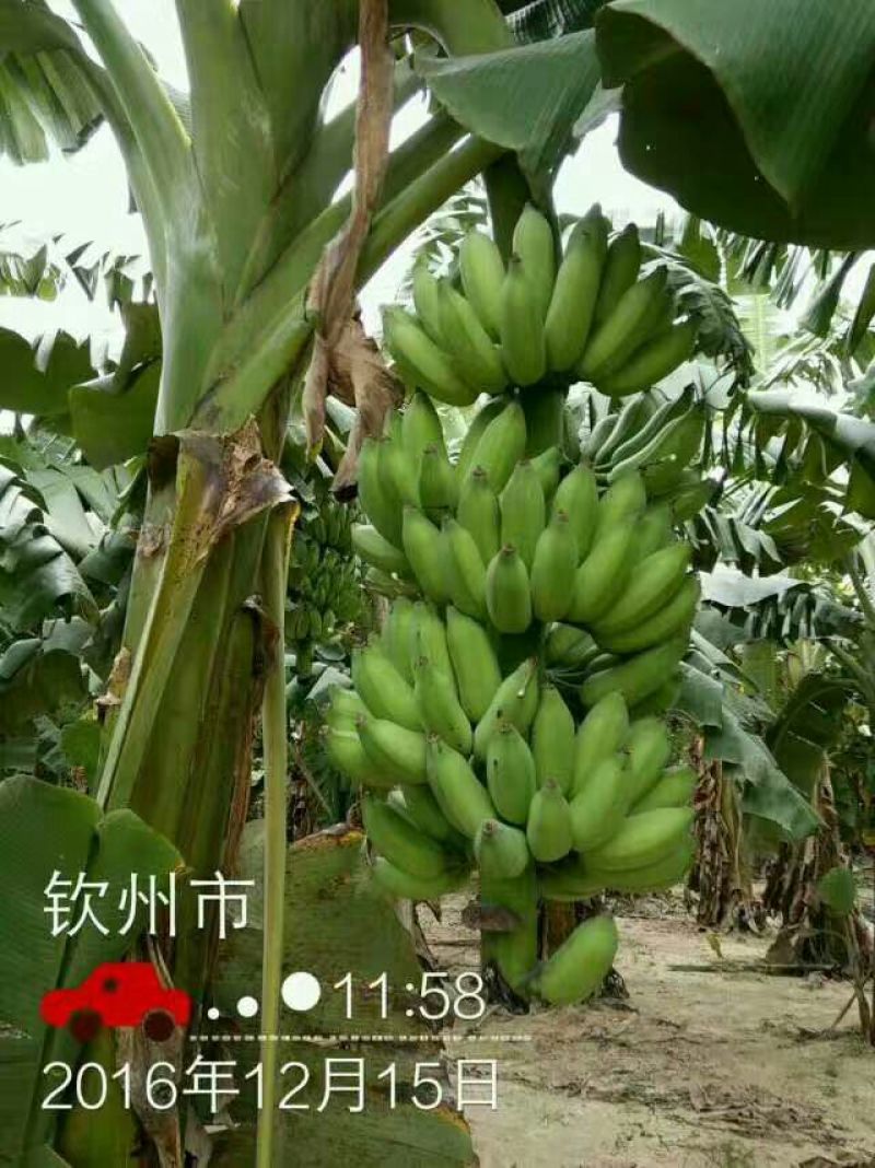 粉蕉苗，西贡蕉苗金粉一号