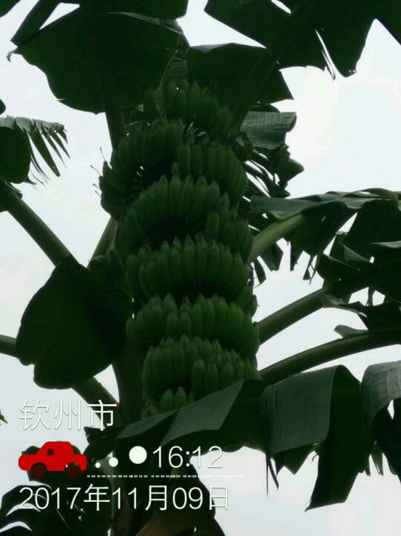 粉蕉苗，西贡蕉苗金粉一号