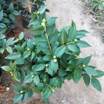 茶花20~30cm