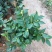 茶花20~30cm