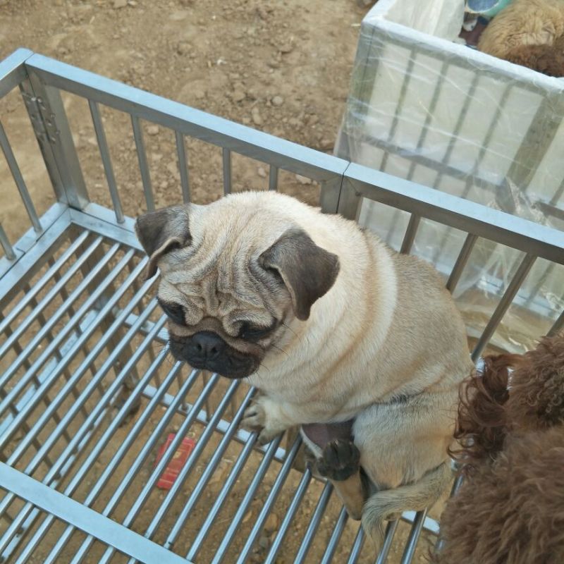 狗崽母