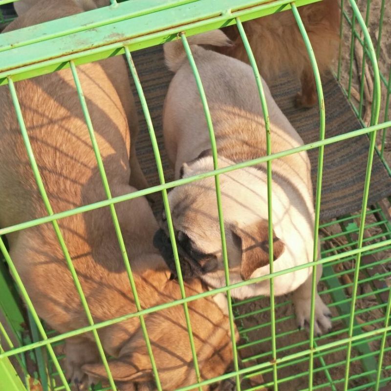 狗崽母