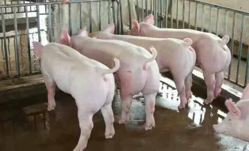 山东仔猪养猪场供应仔猪。好饲养，长势快，抗病强，包成活率