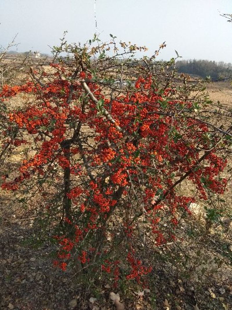 造型树