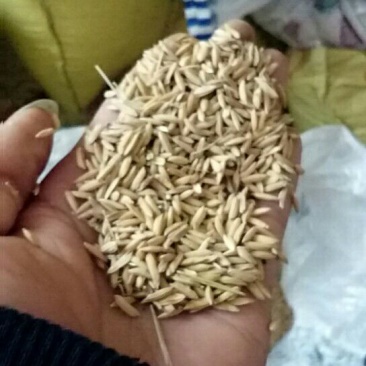 晚粳稻谷2级欢迎老板订购