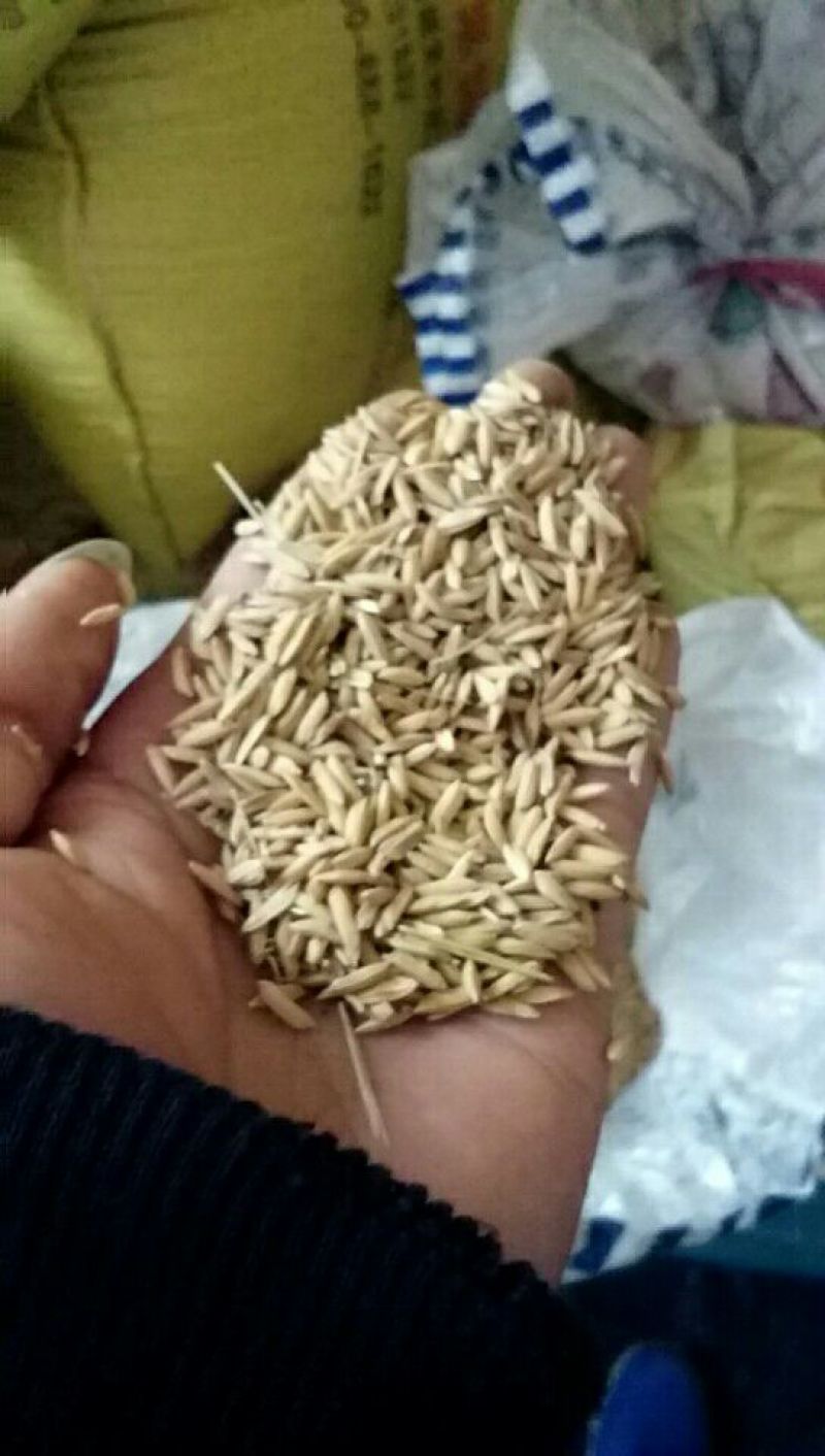 晚粳稻谷2级欢迎老板订购
