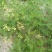 黄芪苗