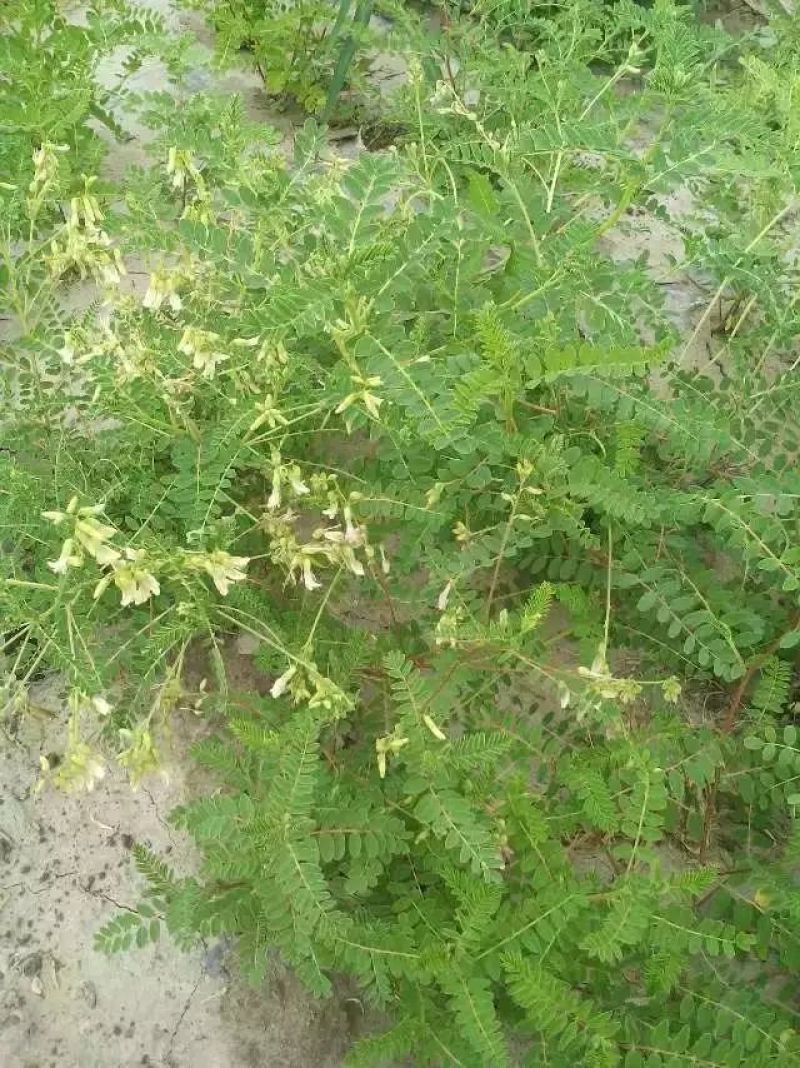 黄芪苗