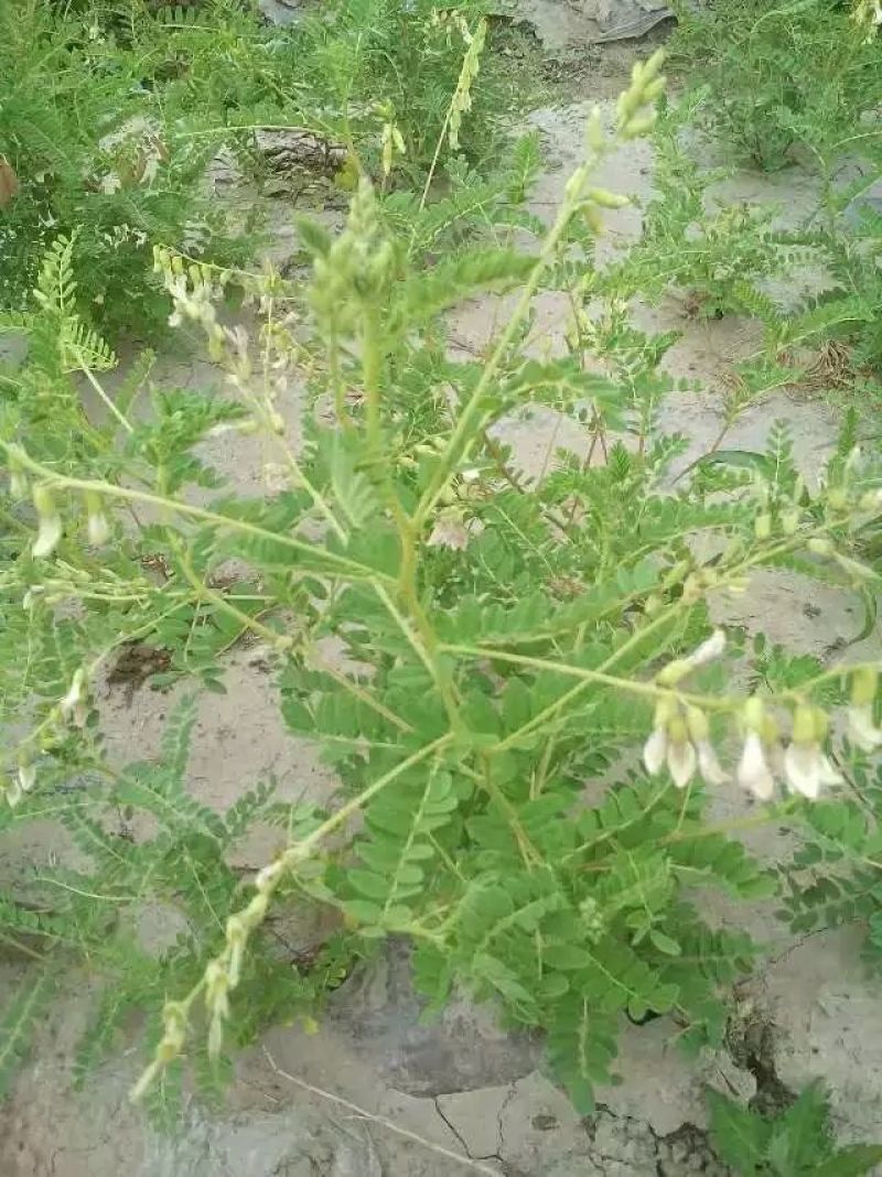 黄芪苗