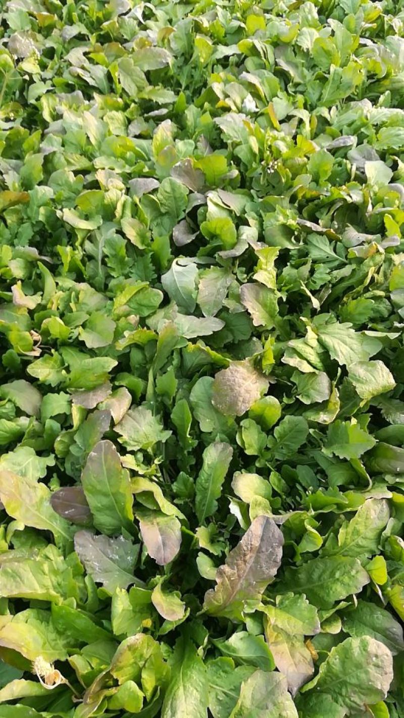 荠菜5~10cm