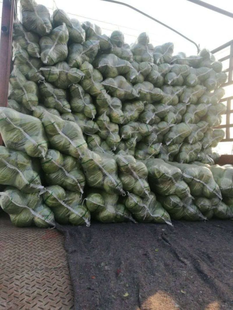绿甘蓝旺旺甘蓝圆包菜普包精包丝网袋均可发货