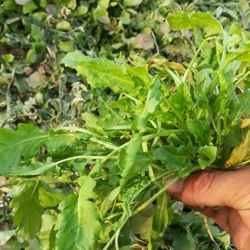 荠菜5cm以上