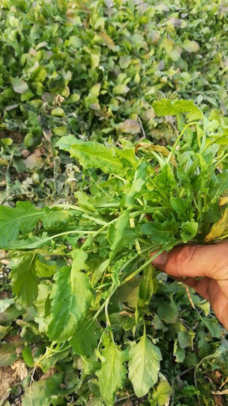 荠菜5cm以上