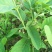 凤梨释迦果苗番荔枝苗正品嫁接苗