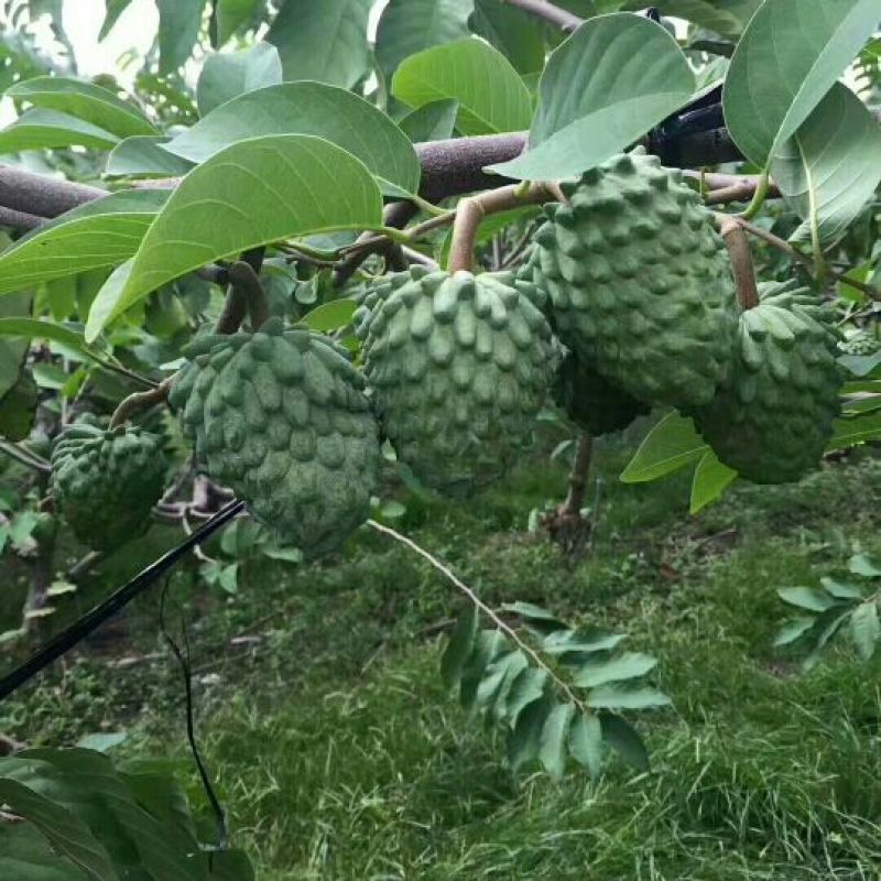 凤梨释迦果苗番荔枝苗正品嫁接苗