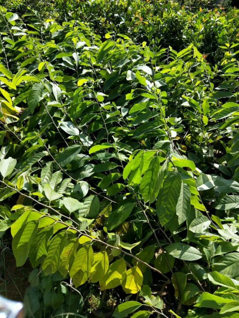 凤梨释迦果苗番荔枝苗正品嫁接苗