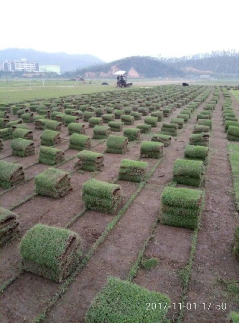 马尼拉草坪草皮，草坪草，台湾草