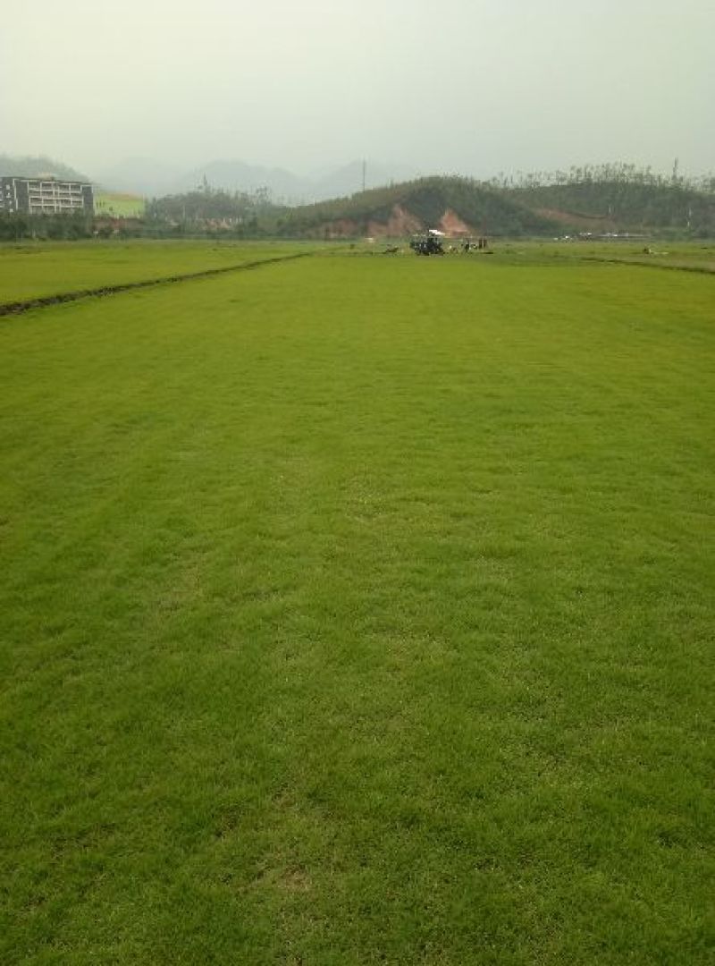 马尼拉草坪草皮，草坪草，台湾草