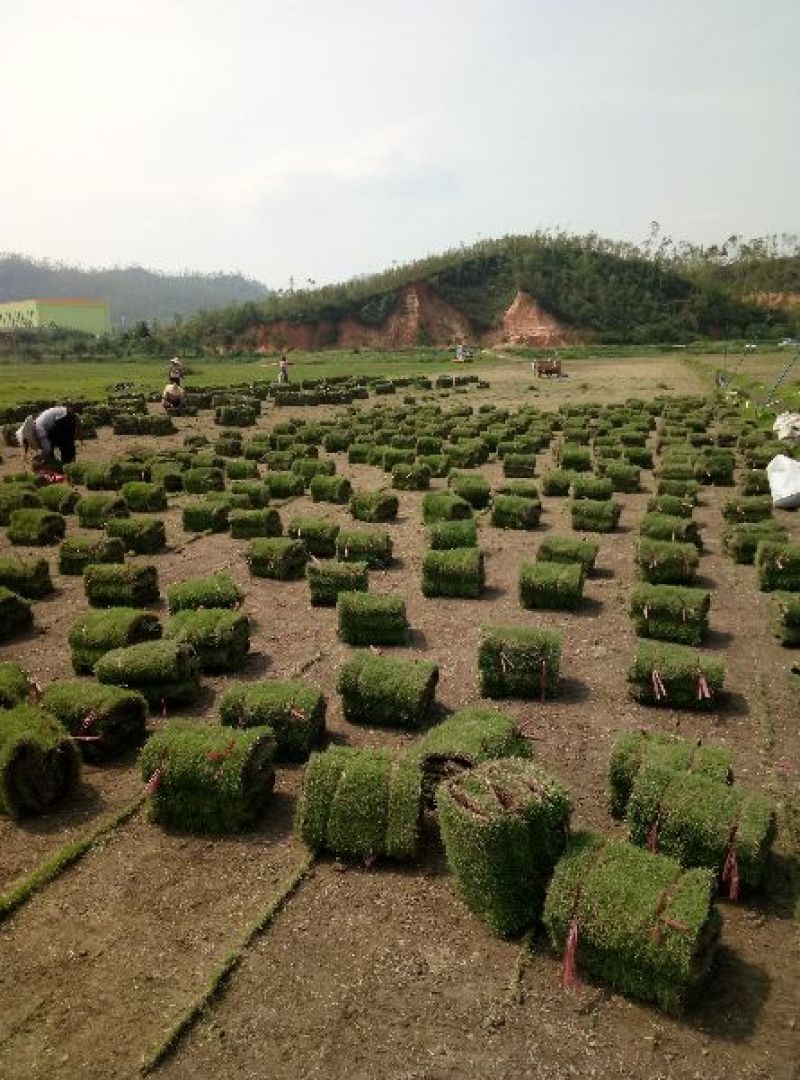 马尼拉草坪草皮，草坪草，台湾草