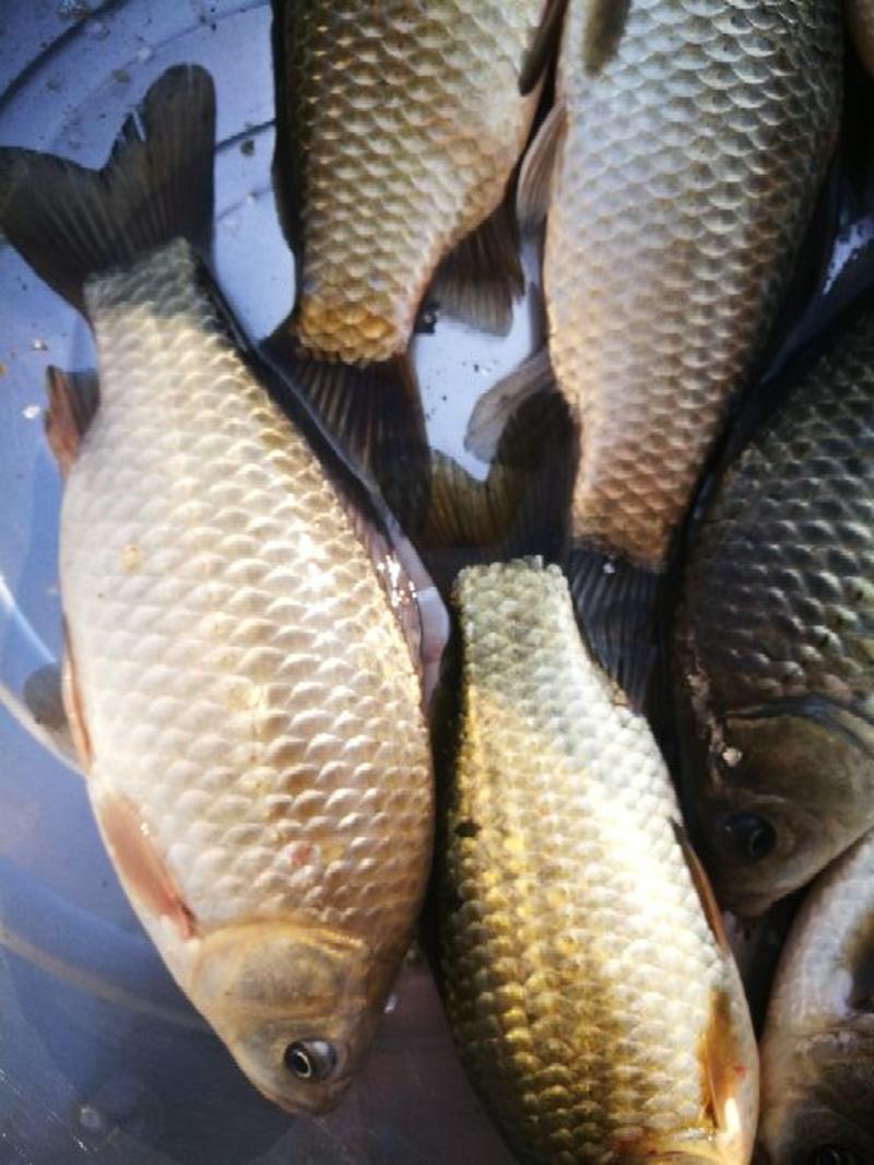 微山湖淡水鲫鱼，原生态自然生长，活鱼现杀，孕妇下奶，