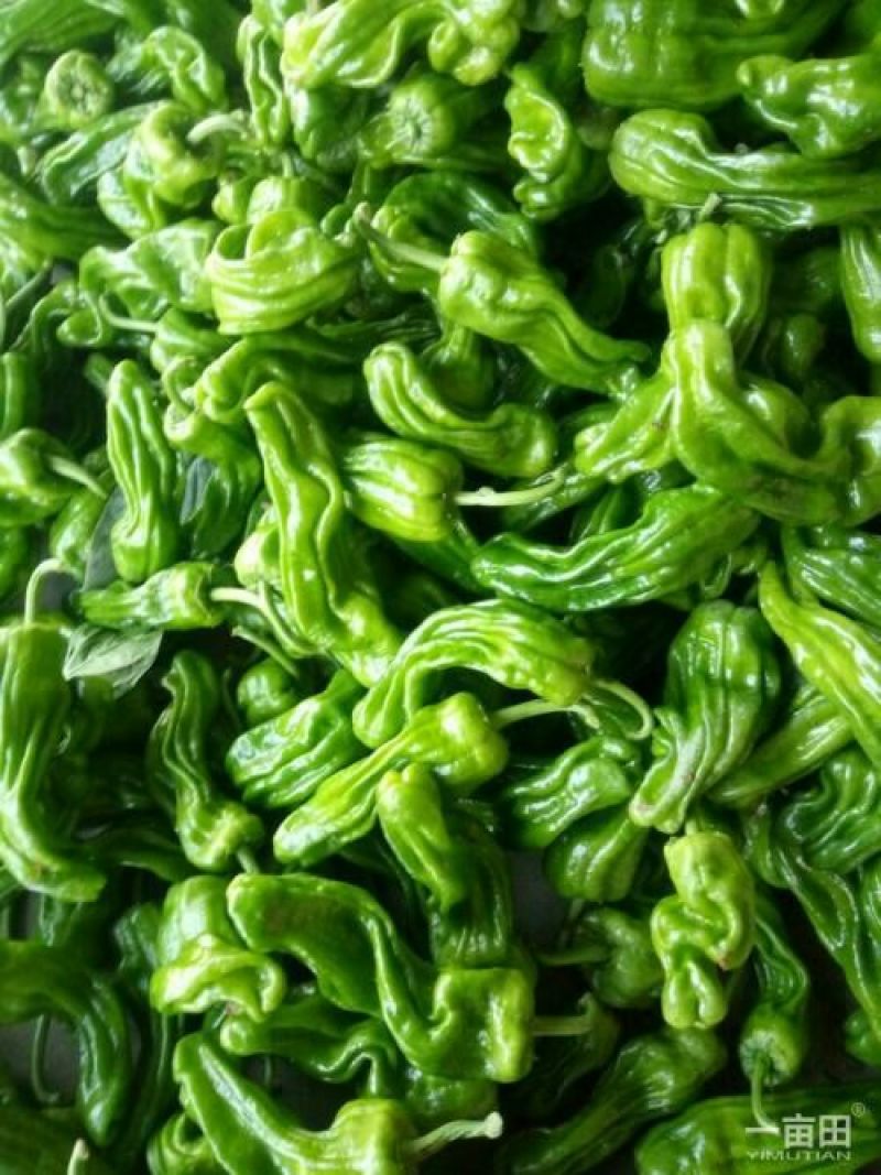 山东优质薄皮椒15cm-20cm青微辣