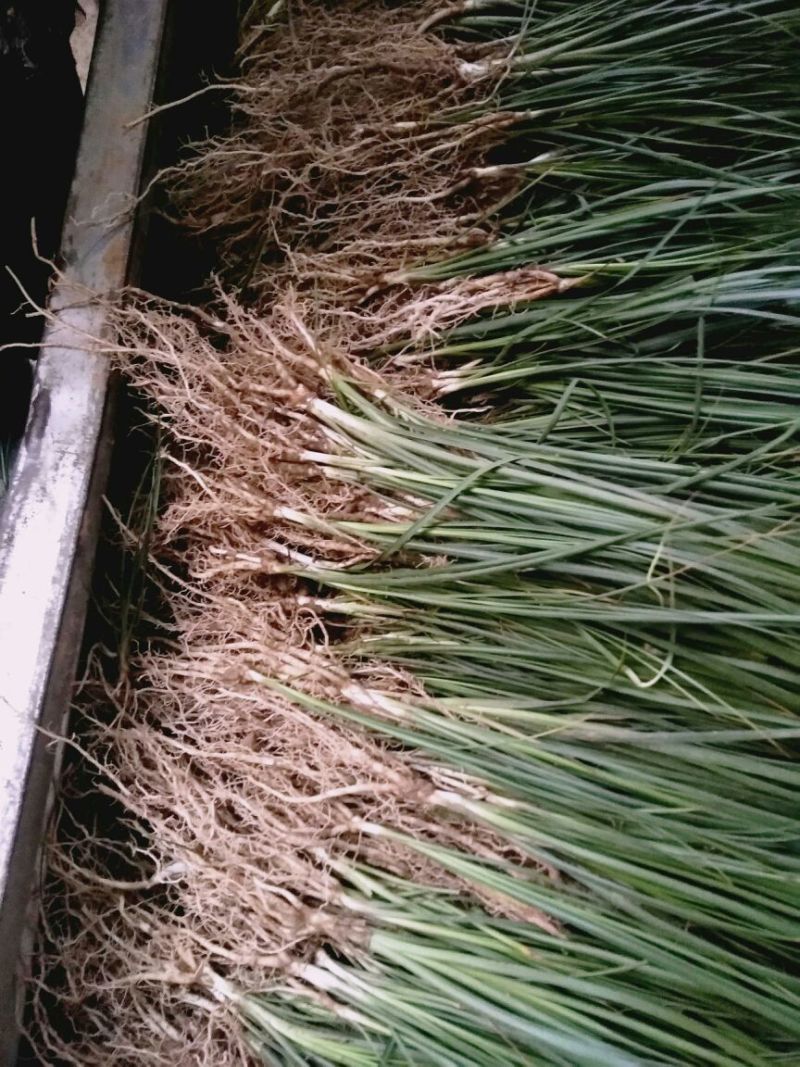 知母