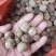 草豆蔻海南1公斤起批无硫***不包邮只做正品