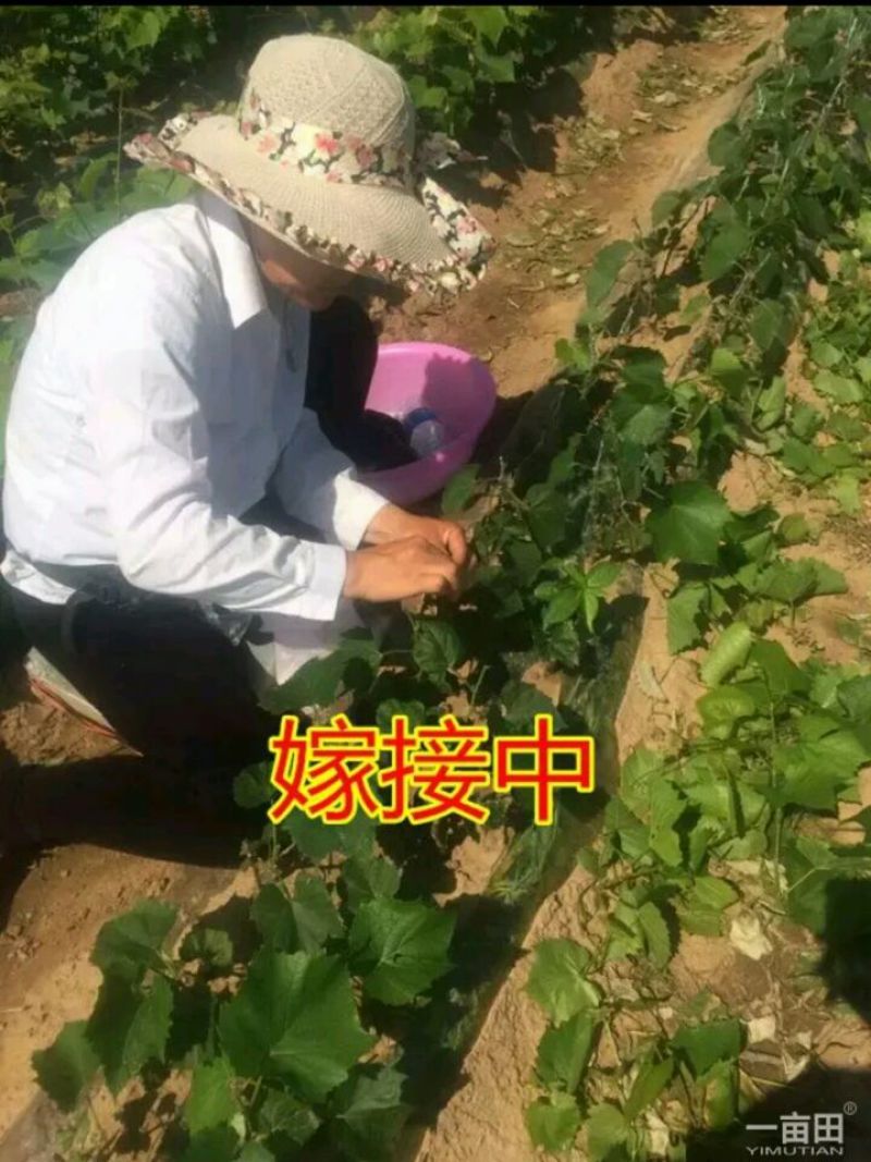 甜蜜蓝宝石葡萄苗提供种植技术