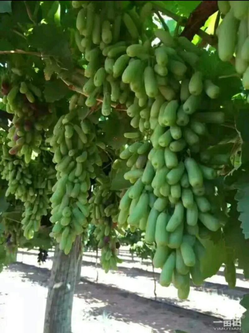 甜蜜蓝宝石葡萄苗提供种植技术