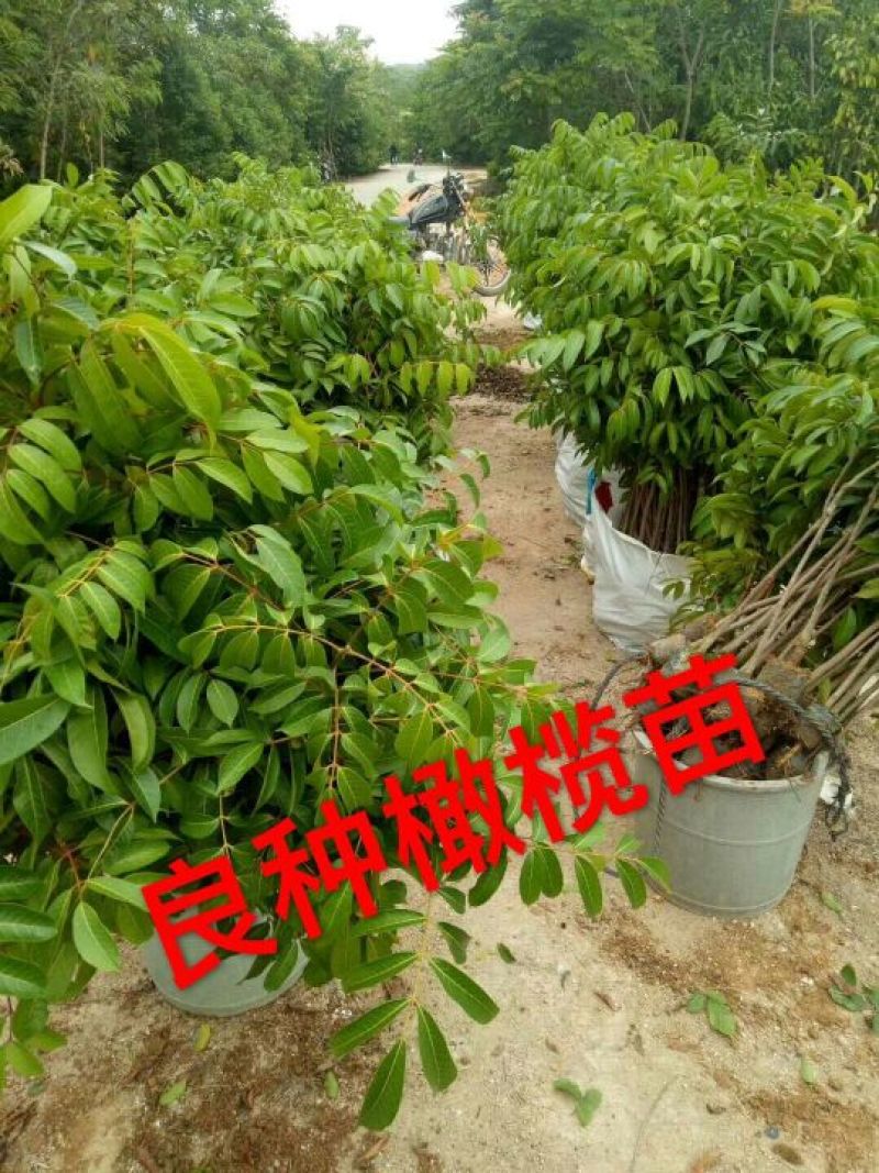 橄榄树苗30-60mCmC