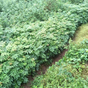 大量出售优质栾树苗栾树小苗黄山栾树苗