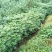 大量出售优质栾树苗栾树小苗黄山栾树苗