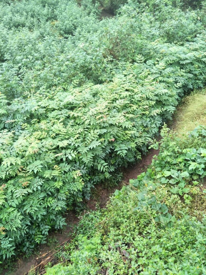 大量出售优质栾树苗栾树小苗黄山栾树苗