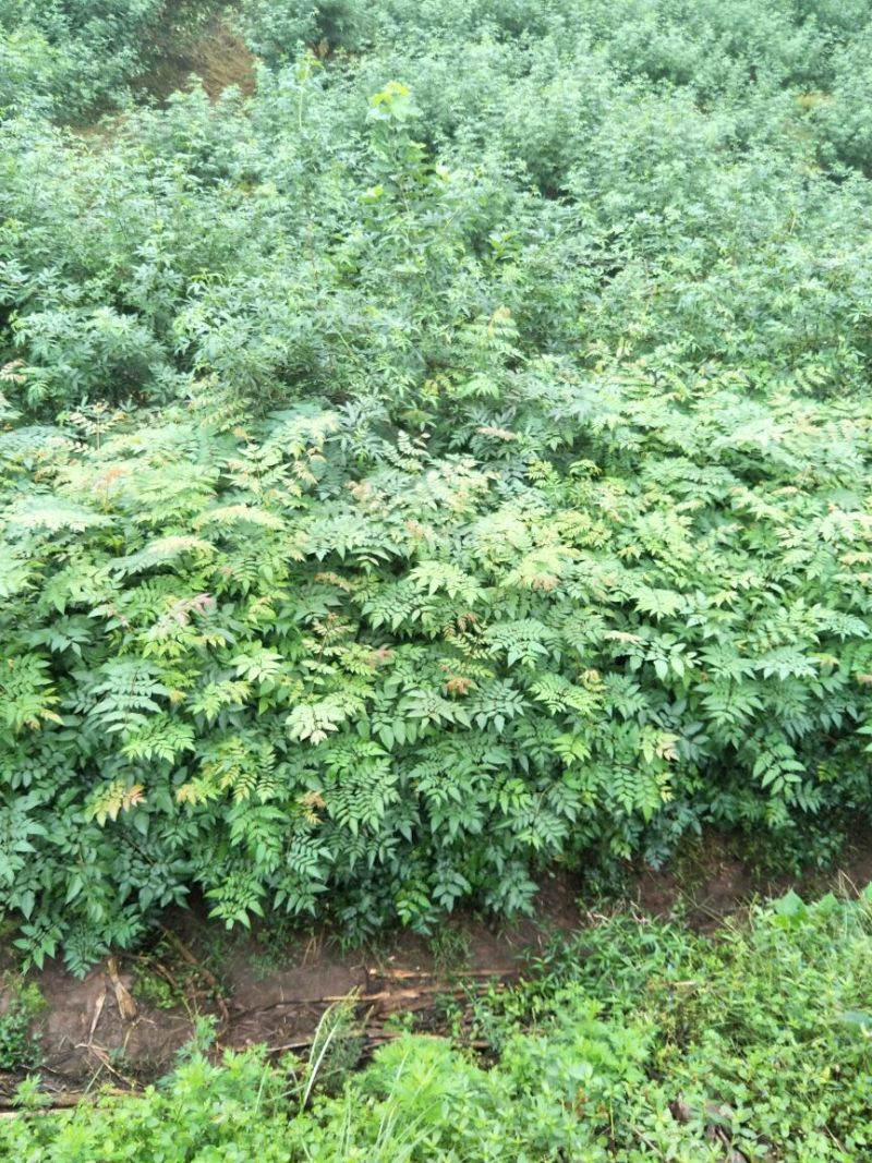 大量出售优质栾树苗栾树小苗黄山栾树苗